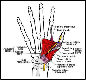 Thumb Tendon Injury