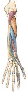 forearmdeepvolmuscles1