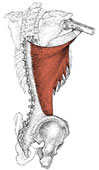 latissimus