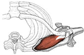 supraspinatus-top