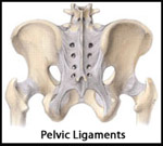 pelvic-ligaments