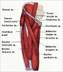 PRO MMR Sport Recovery - GROIN PAIN ‼️‼️‼️ Groin is an area of your hip  that is between the stomach and thigh. It is made up of five different  muscles that are