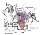 pterygoids2