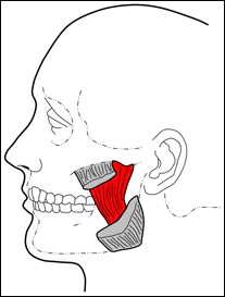 masseter-deep