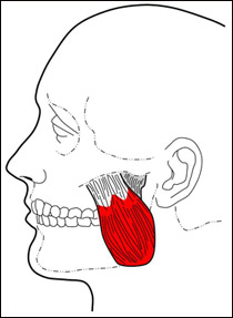 masseter-superficial