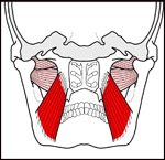 pterygoid-coronal-section