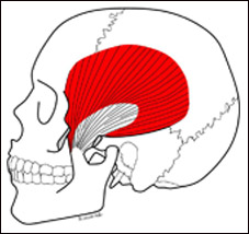 temporalis-ks