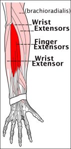 extensor-muscles2