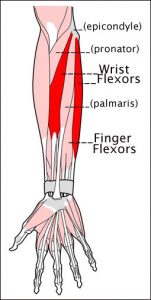 forearm-flexors1