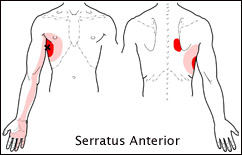 serratus-anterior-trps1
