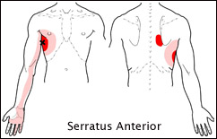 Upper Back, Shoulder, and Arm  The Trigger Point & Referred Pain