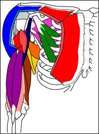 shoulder-muscles