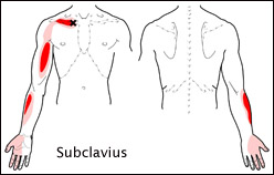 subclavius-trps