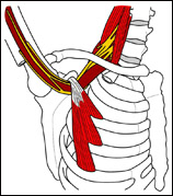 thoracic-outlet