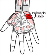 palmar-brevis