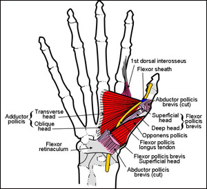 thumb-intr-labels