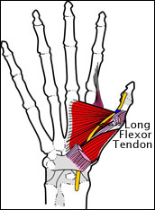 thumb-tendon