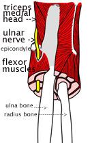 ulnar-nervecubital-tunnel