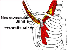 pectoralis-min