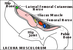 lacunamusculorum